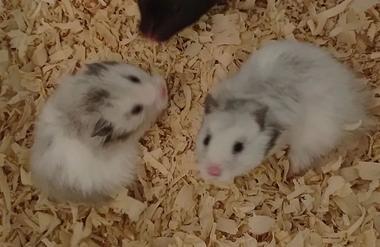 Hamster sírio  - Foto 3