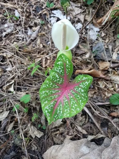 Caladium