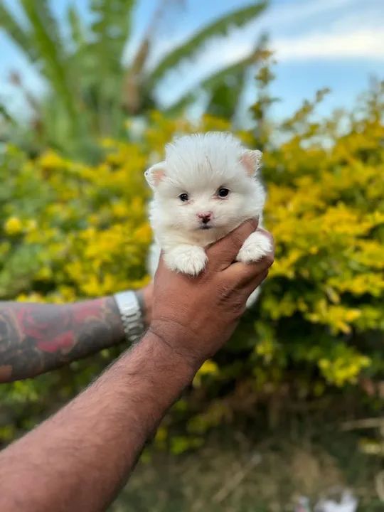  Spitz Alemão Branco Neve- Peludo, fofos e cheio de amor 