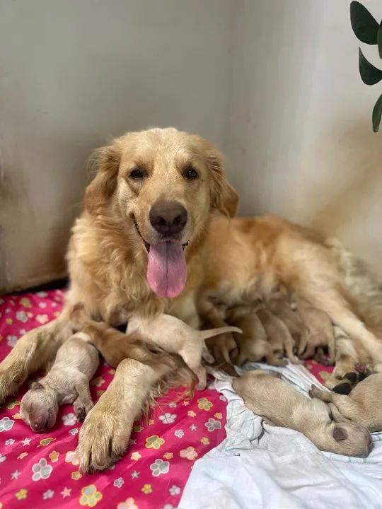 Vendo Filhotes de Golden Retriever - Foto 5