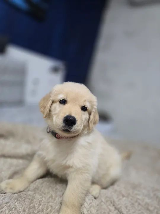 FEMEA golden retriever 100% puro com pedegree - Foto 5