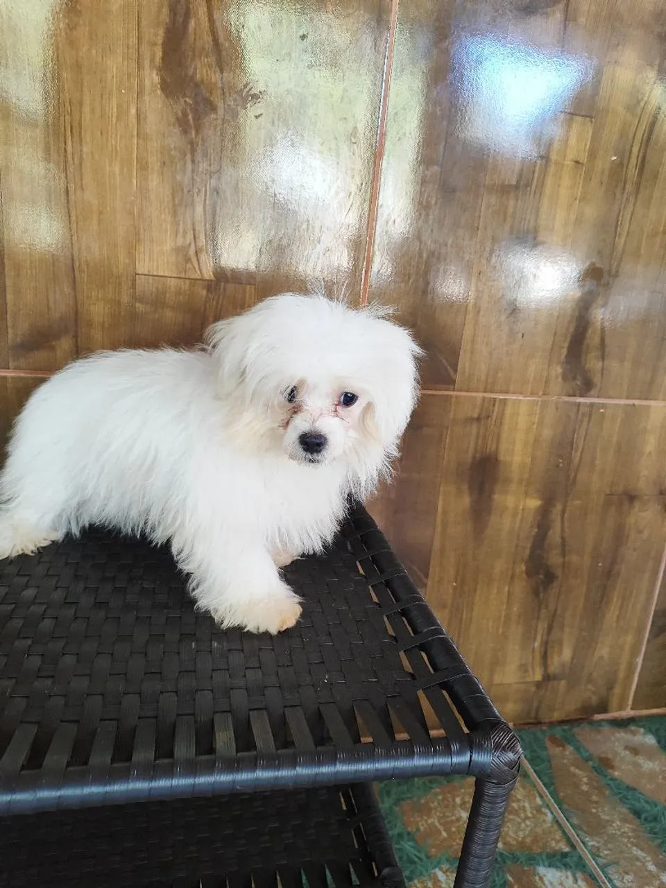 Filhote de Maltês fofo e brincalhão!
