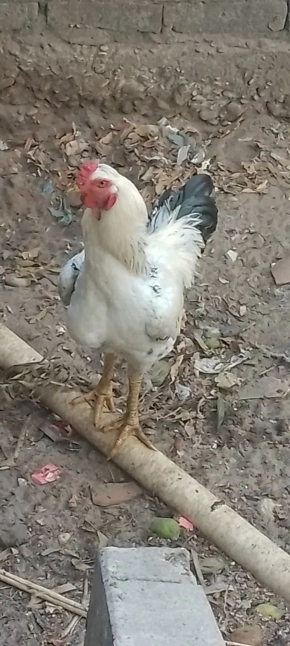 Casal de Galinha índio gigante 