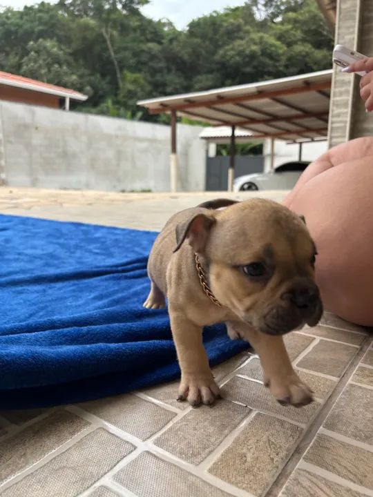Filhote de American Bully Pocket - Foto 4