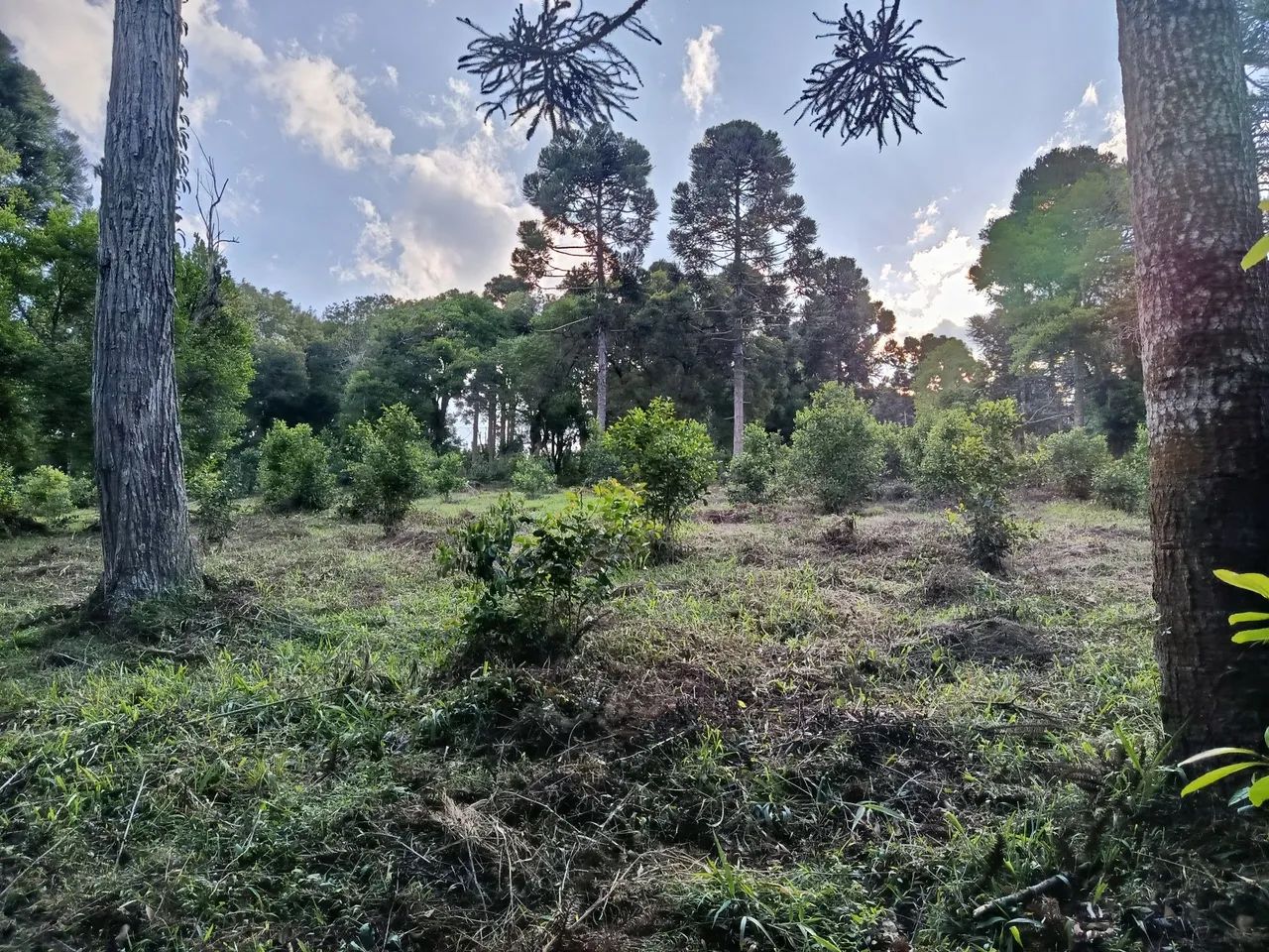Área de 22 mil MTS Antônio Olinto  - Foto 4