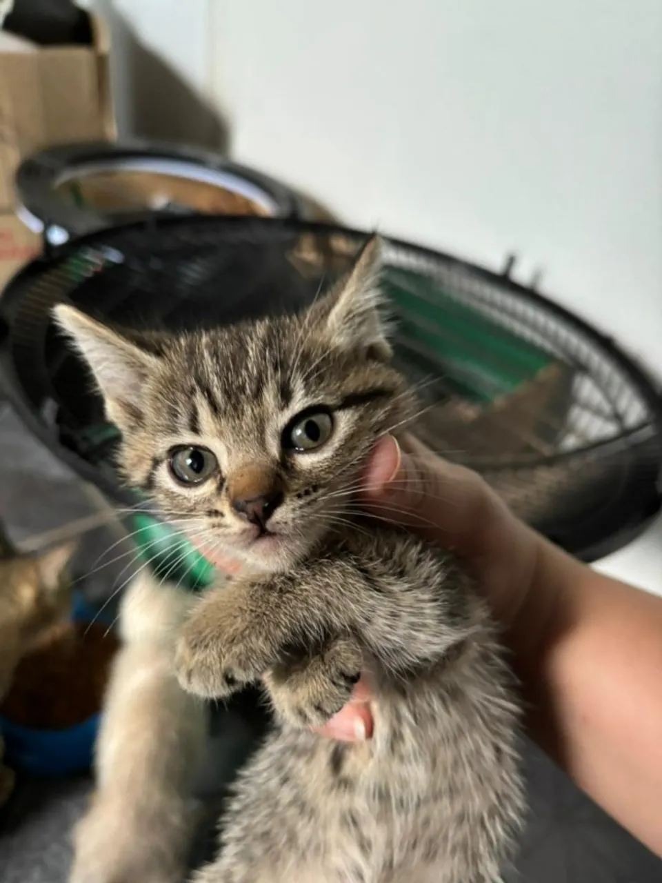 Doação de gatinhas