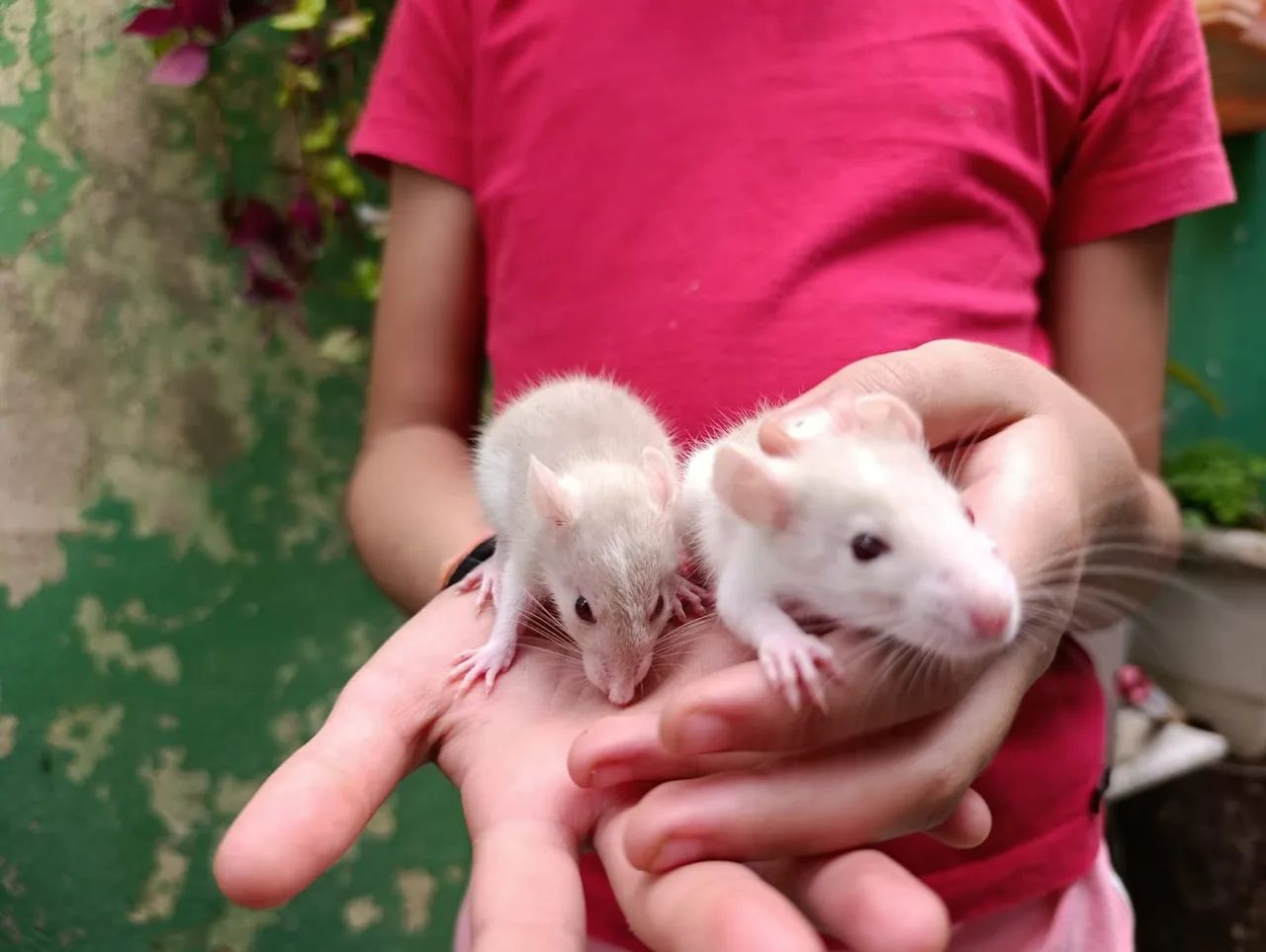 Mercol, Twister, Ratos - Foto 3