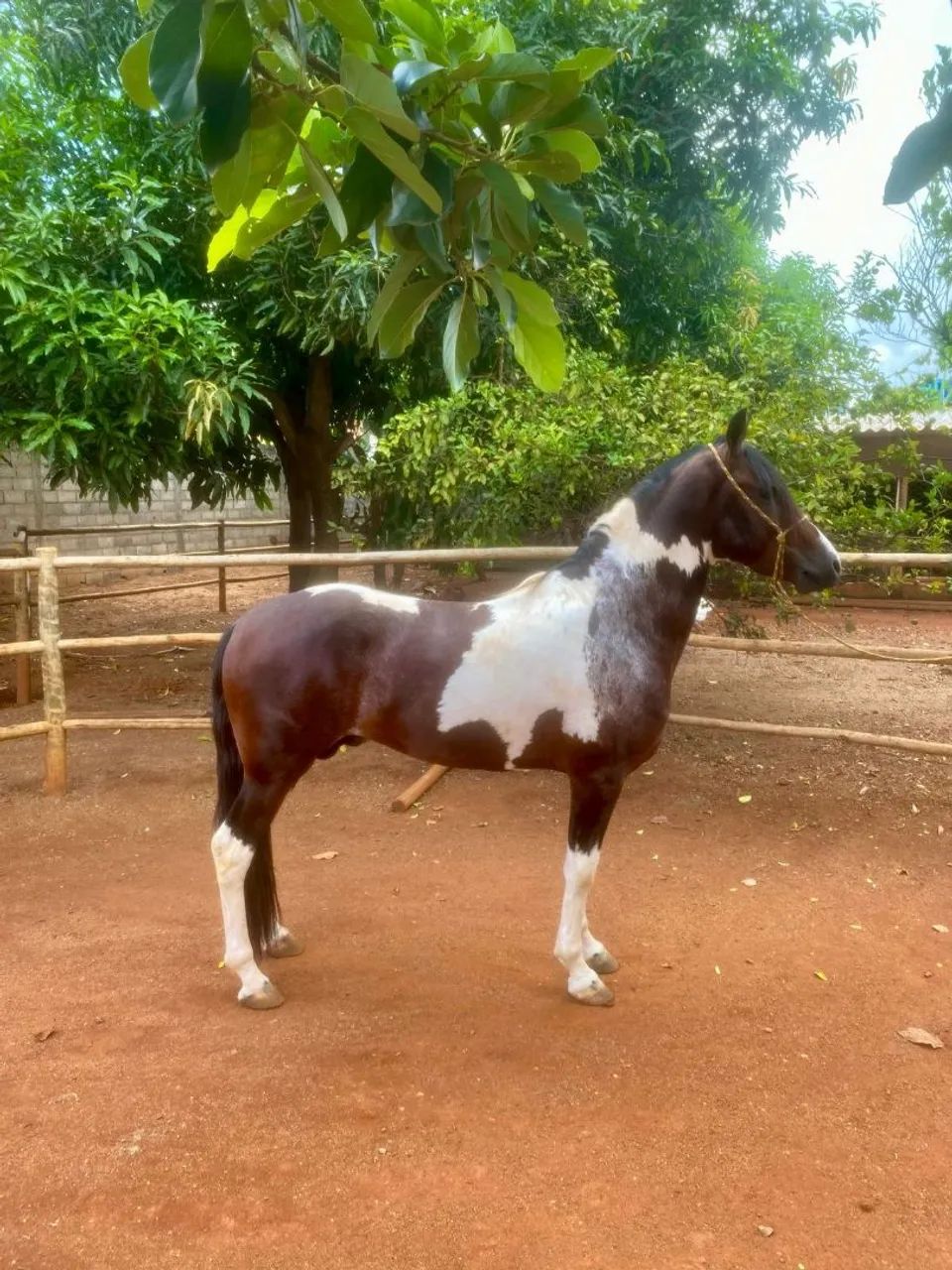 Cavalo Manga Larga marchador  - Foto 2