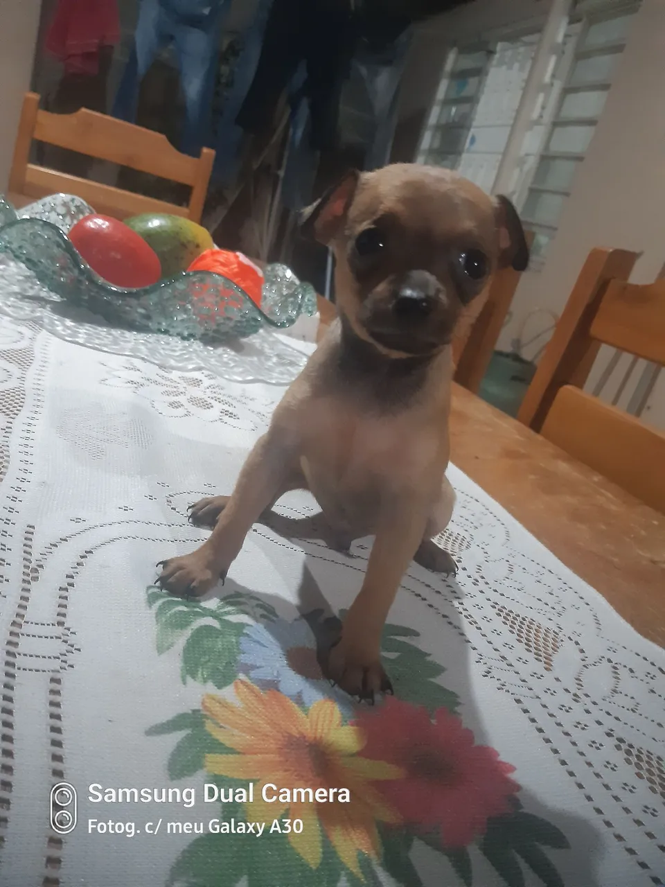 Filhote de Pinscher número 1 /contato *