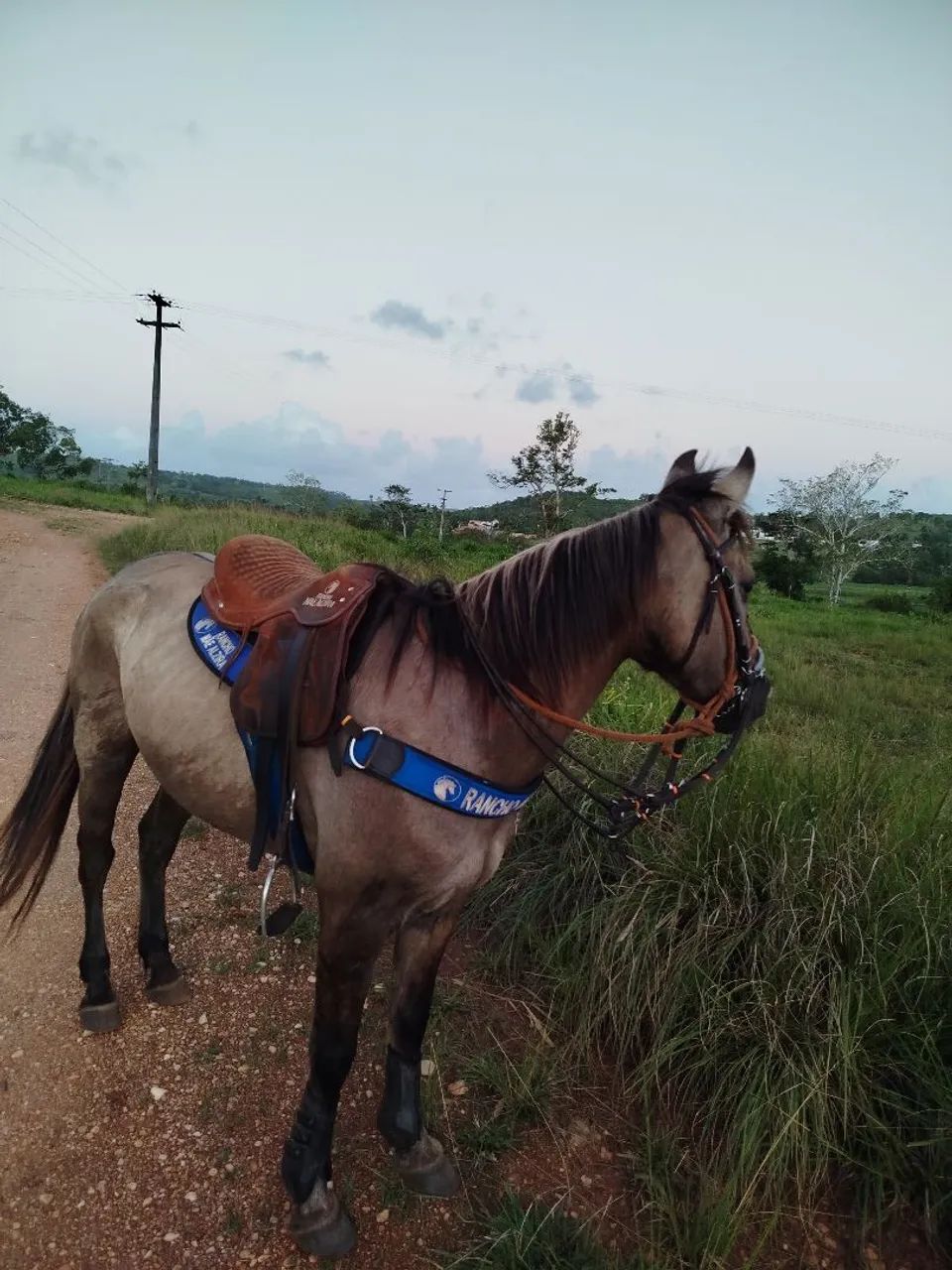 Égua QM vendo ou troco  - Foto 4