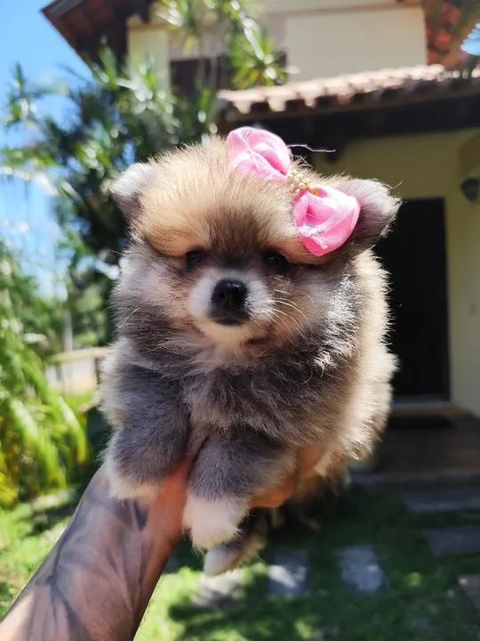 Lulu da Pomerânia filhotes fêmea e macho 