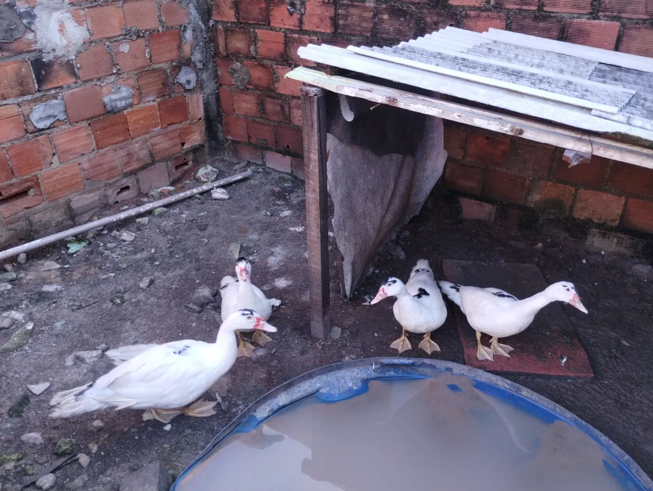 Vendo esses 4 patos 3 fêmea e um macho.