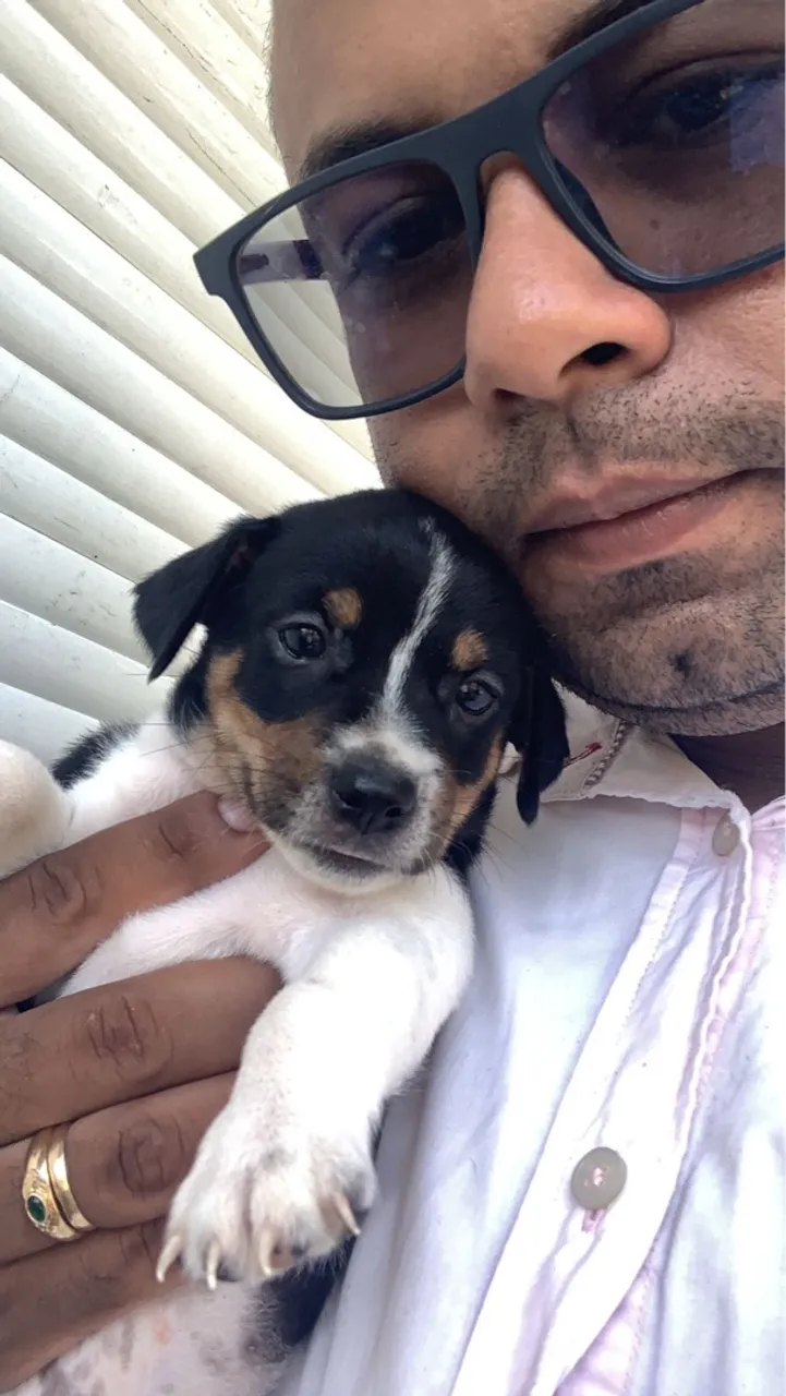 Pinscher fêmea