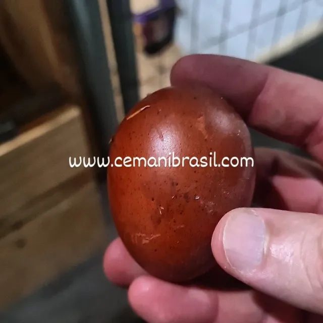 Marans Black Copper Ovos Férteis - valor da Duzia de ovos
