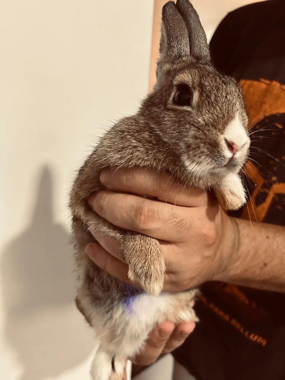 Coelha Netherland - Foto 3