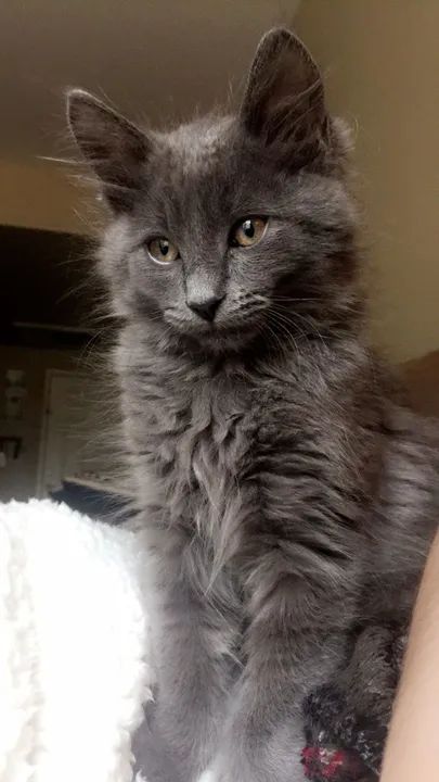 Angorá Filhotes Lindos na Cor Cinza - Foto 2