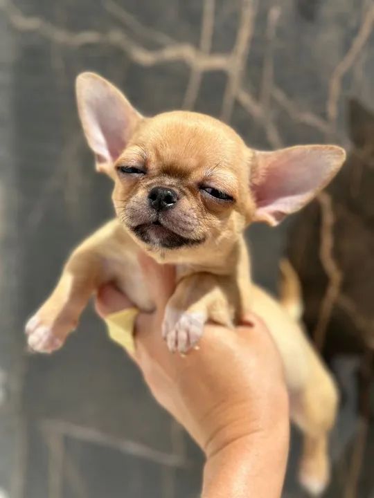 Chihuahua Fofo Pêlo Curto Macho Pronta Entrega!! Garanta já o seu. - Foto 2