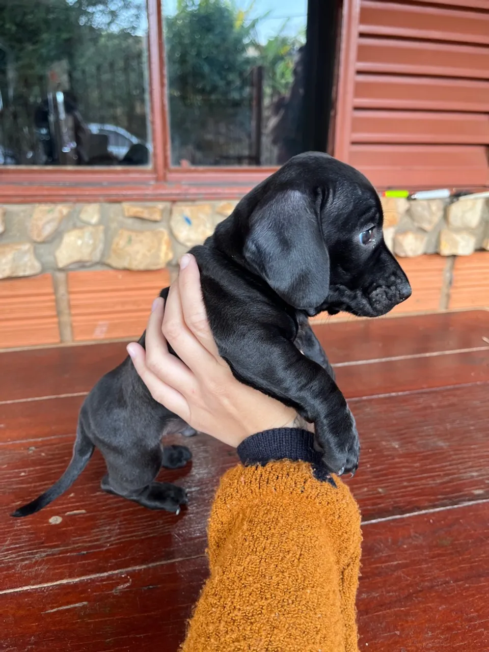Dachshund Salsicha Puro