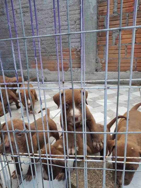 Lindos Filhotes de Pitbull, adquira um amigo dócill. - Foto 4