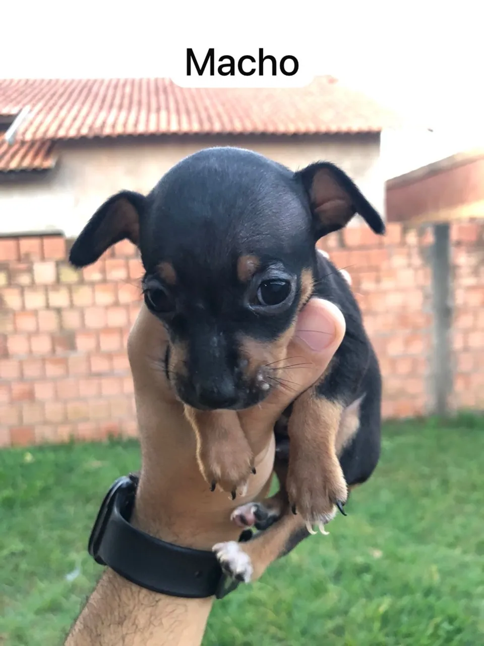 Filhotes de Pinscher