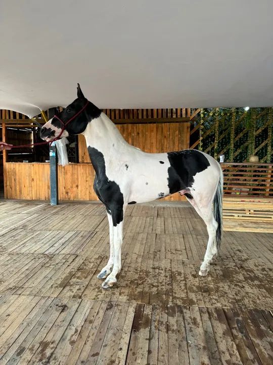 Cavalo mangalarga marchador-lindo dócil  - Foto 6