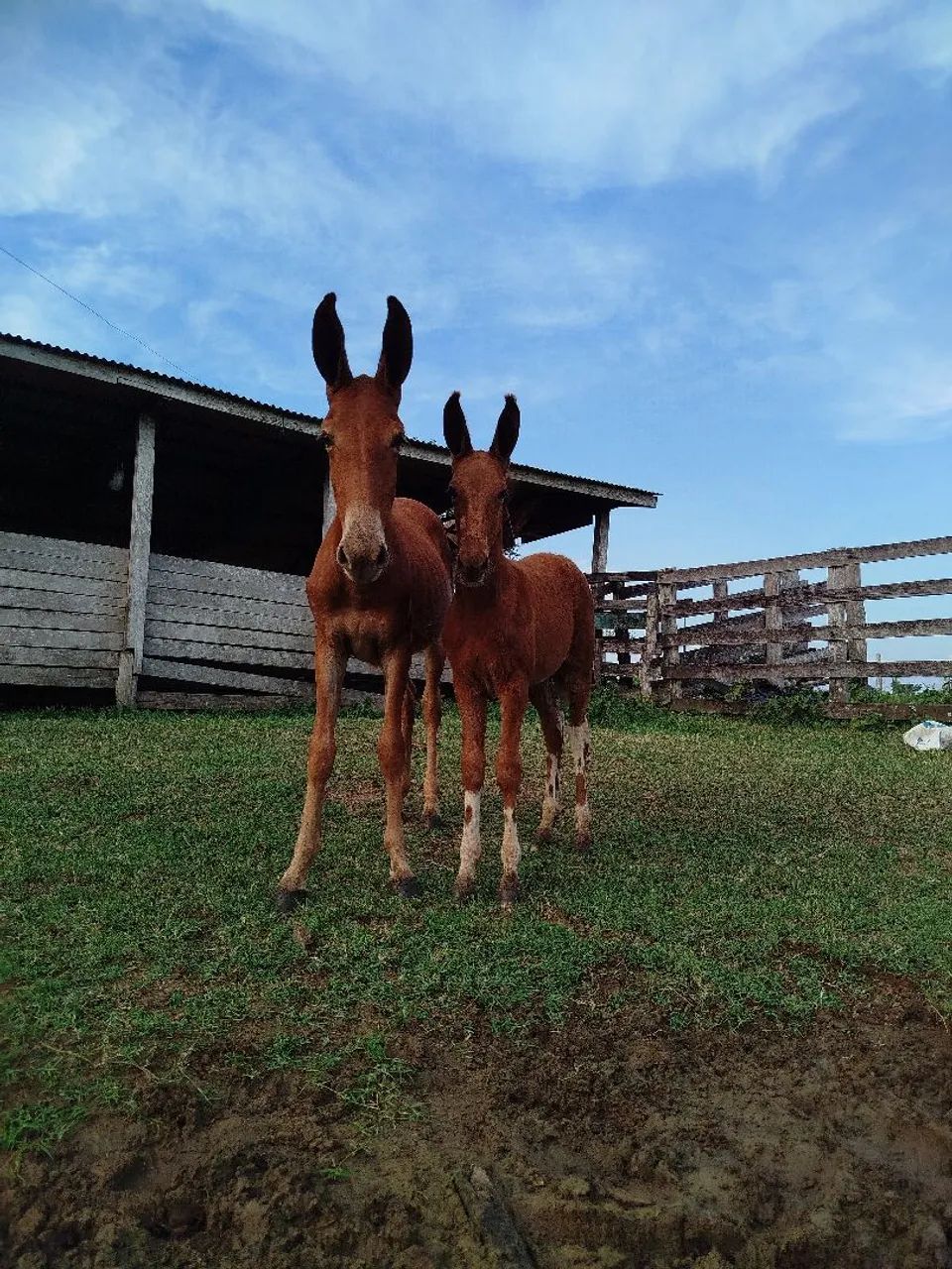 Burro calçado disponível  - Foto 5