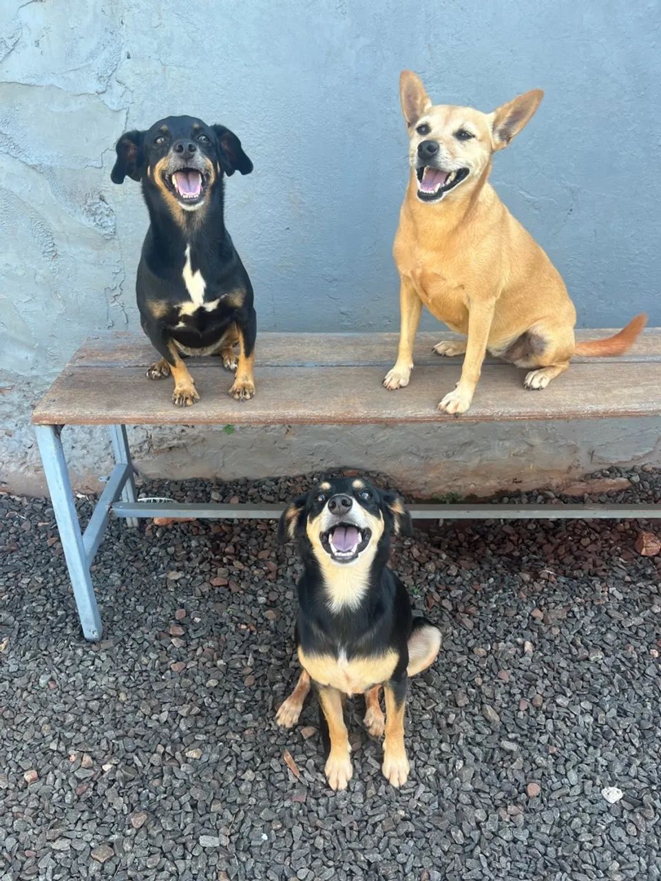 Adestrador de Cães  - Foto 4