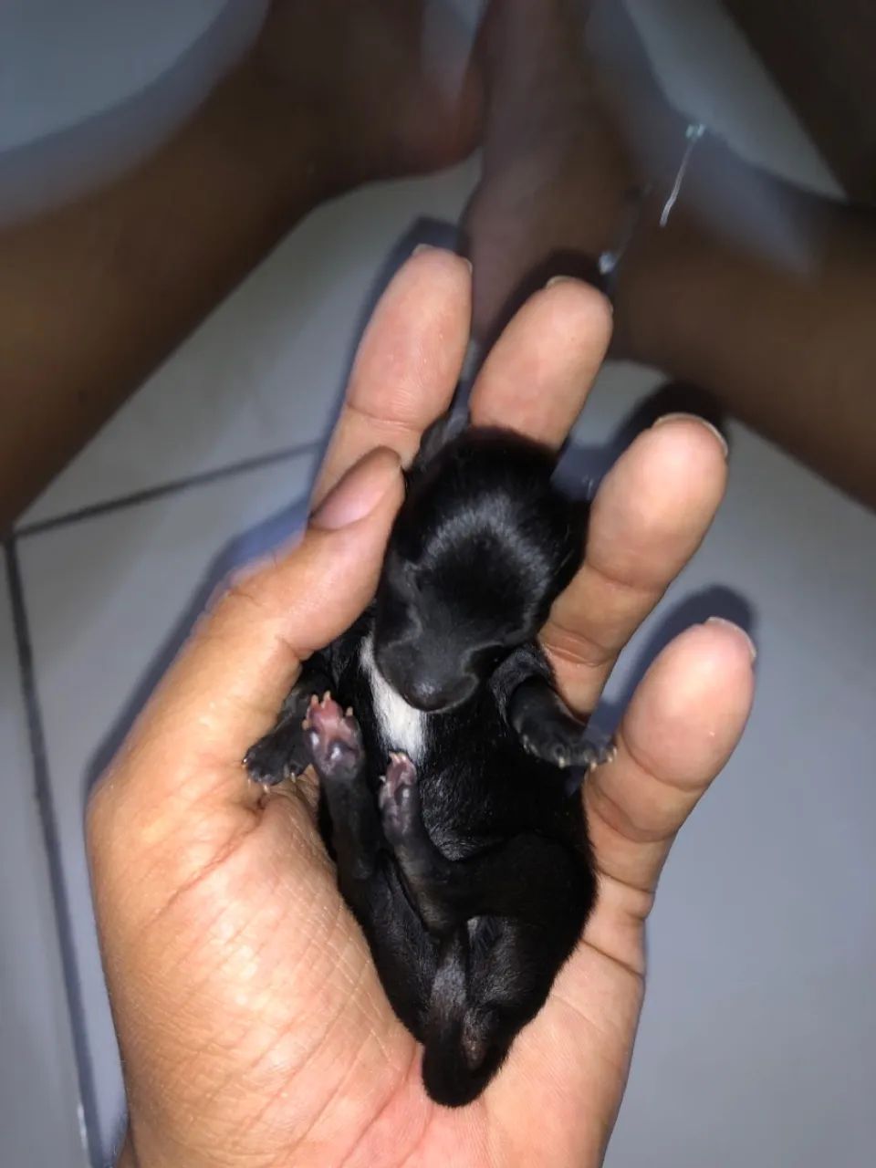 Filhotes de Pinscher com chihuahua  - Foto 2