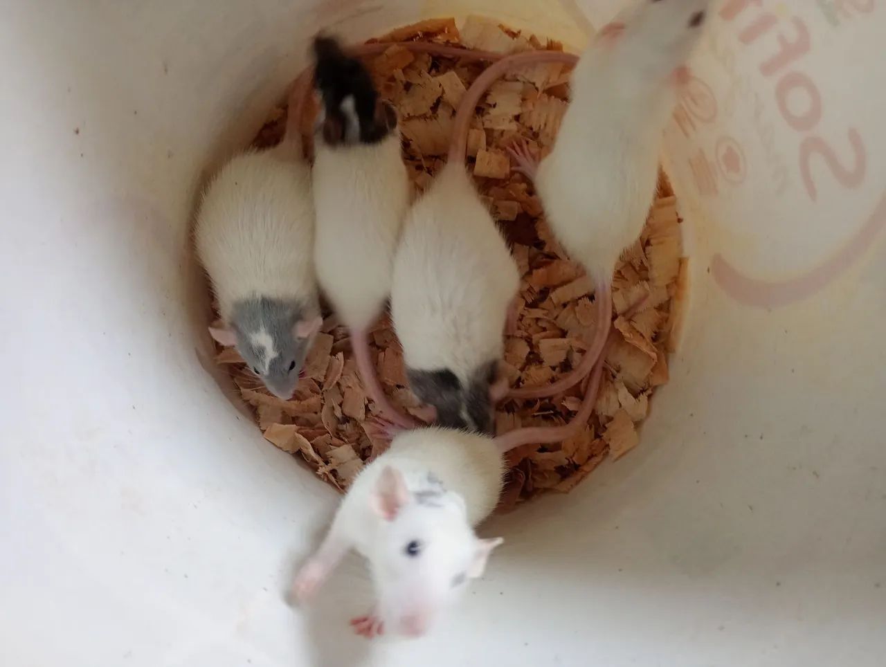 Rato Twister  - Foto 5