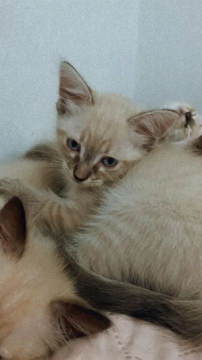 Bebezinho lindo para Adoção Responsável.  - Foto 2