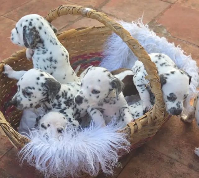 Filhotes de Dalmata puros - Foto 3
