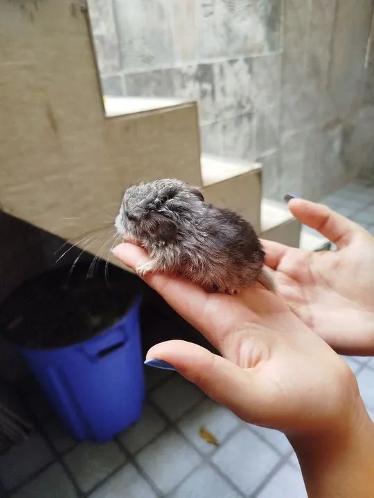 Chinchila bebê  - Foto 3