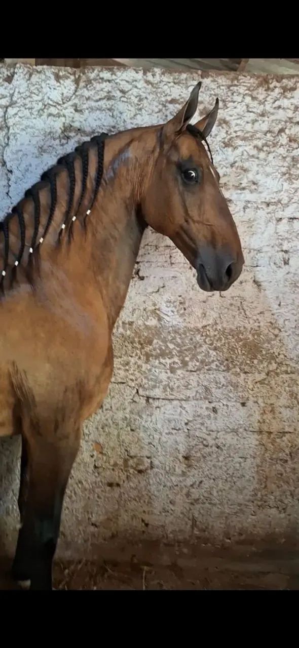 CASTRADO LUXOOOOO (marcha picada)