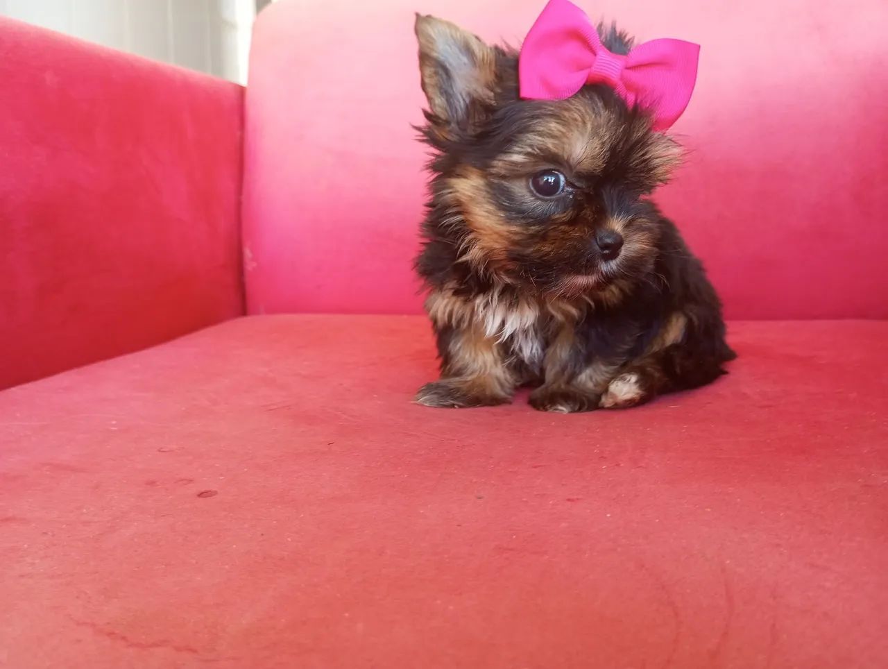 YORKSHIRE MICRO DE BOLSA PEDIGREE CBKC  - Foto 3
