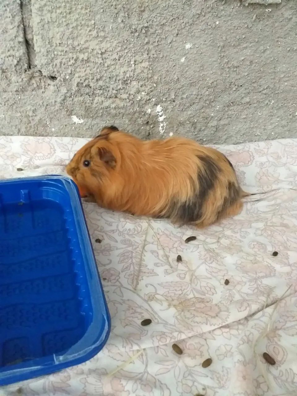 Porquinho da Índia  - Foto 2