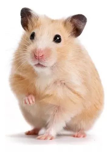 Hamster fofinho para adoção