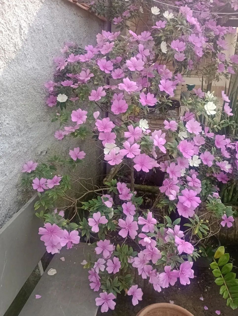 Plantas de várias espécies - Foto 6