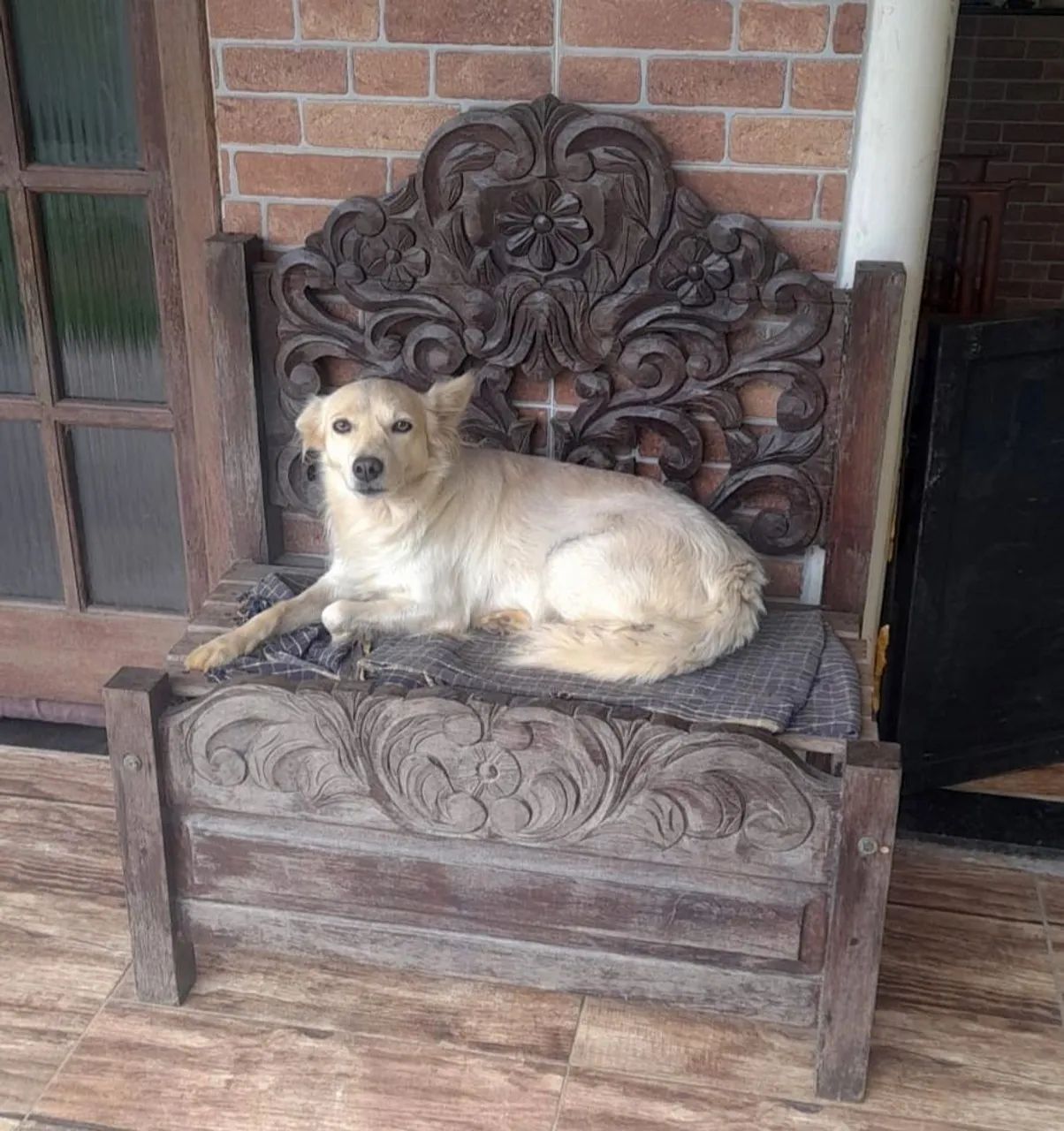 Doação cachorra - Foto 2