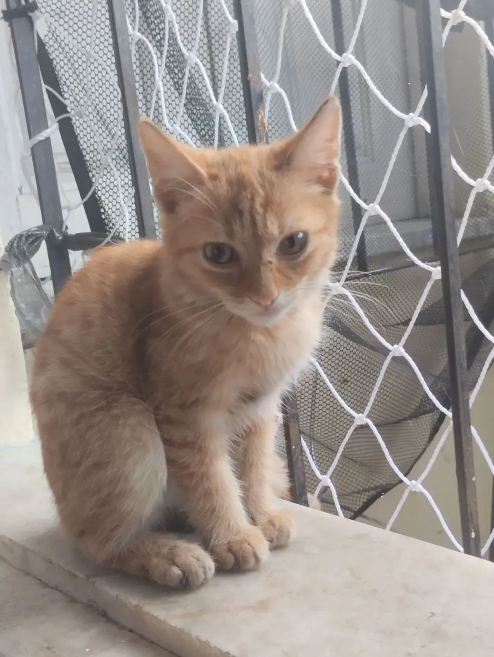 Gatinha Linda para Adoção