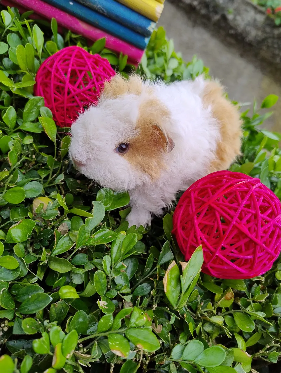 Porquinho da índia disponível