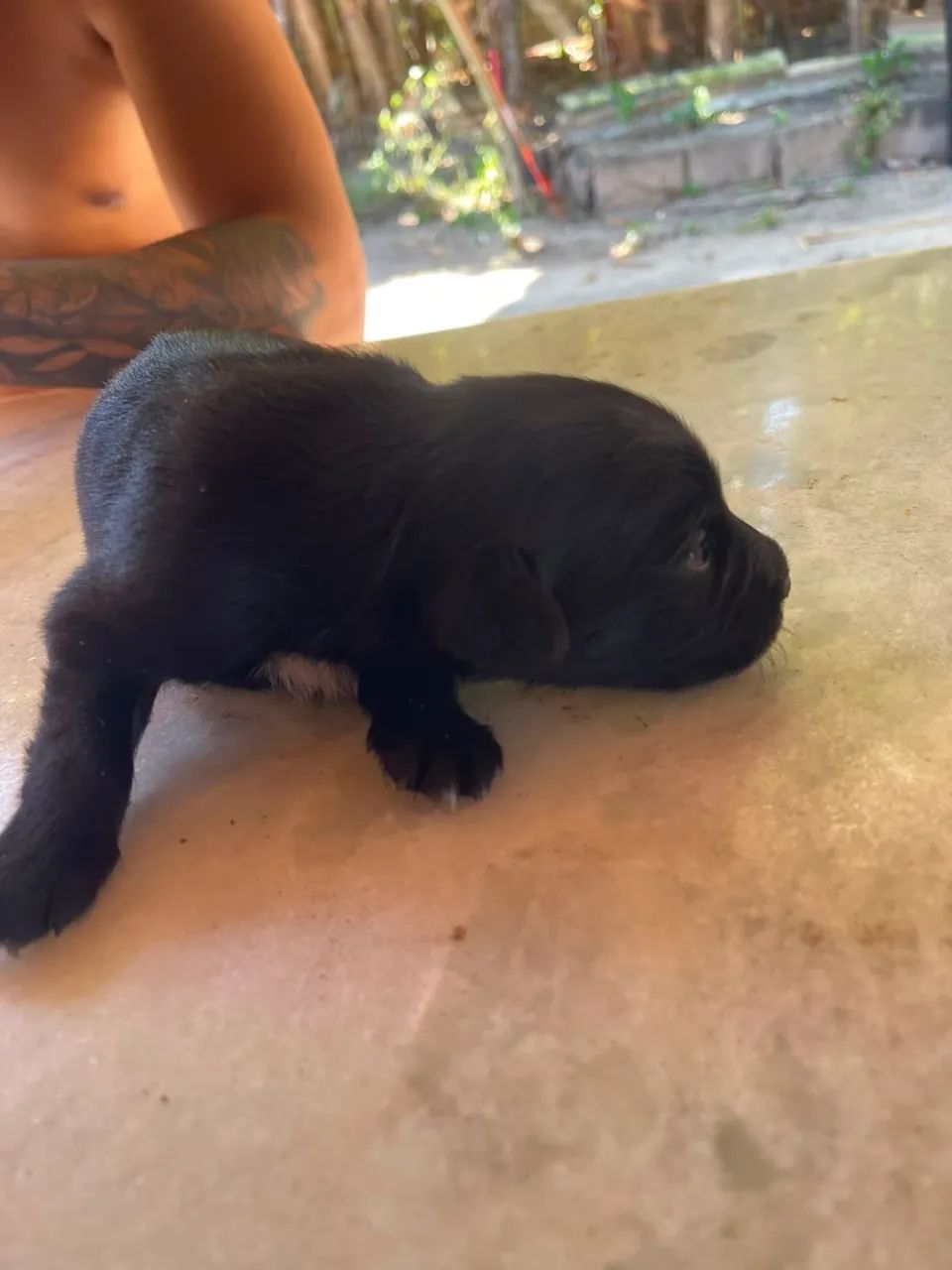 Adoção responsável  - Foto 2