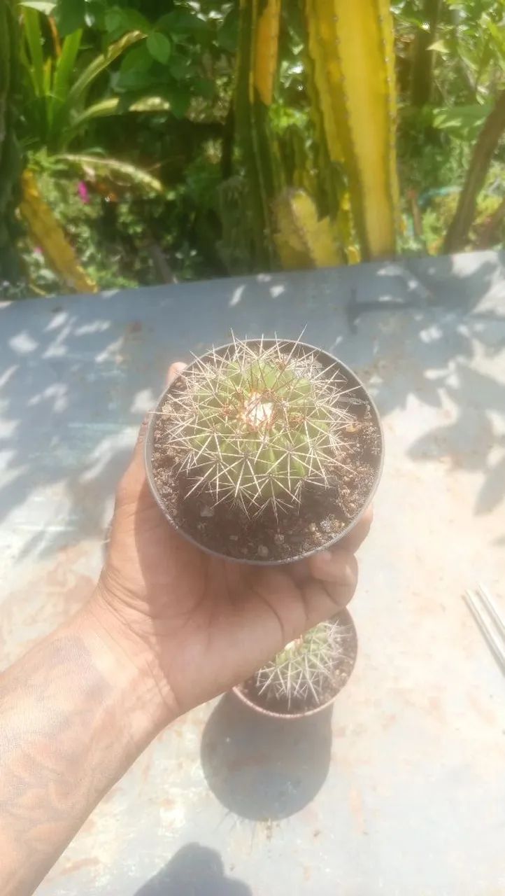 Cacto coroa-de-frade - Foto 3
