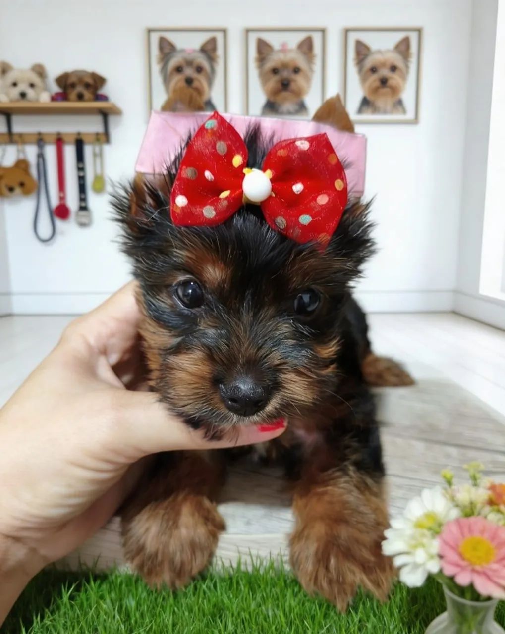 Princesa Yorkshire Excelente Presente para as Mães