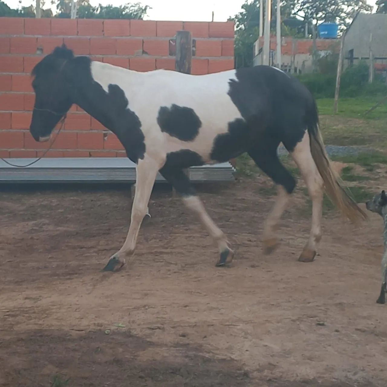 Vendo égua pampa de preto  - Foto 5