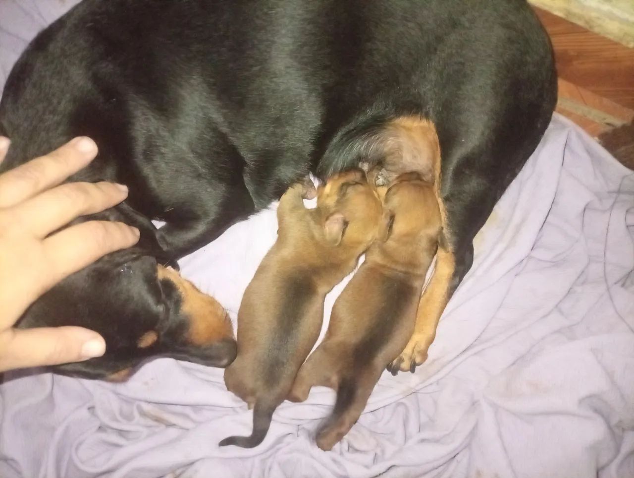 Dachshund Puppy65570201180417121