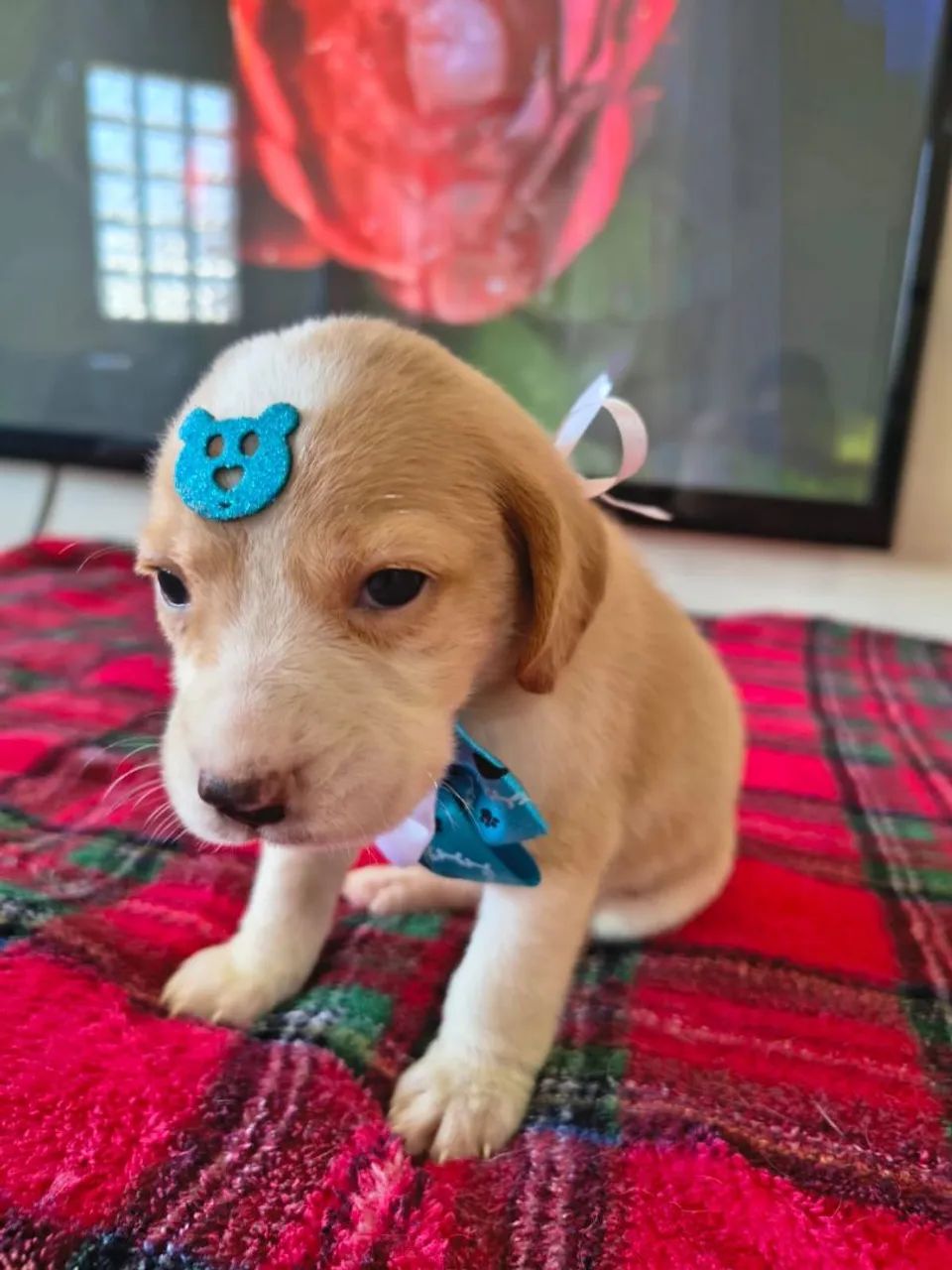 Beagle filhotes  - Foto 2