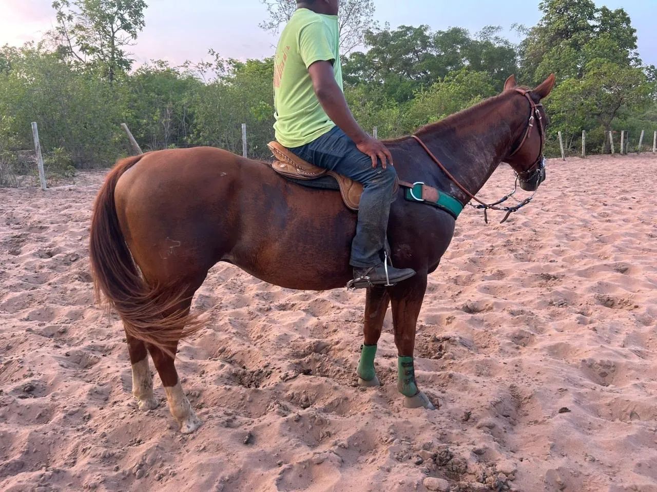 Cavalo de vaquejada 