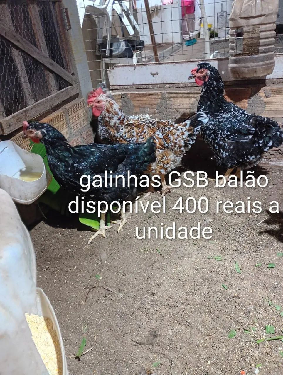 Galinha e galo gsb balão disponível  - Foto 5