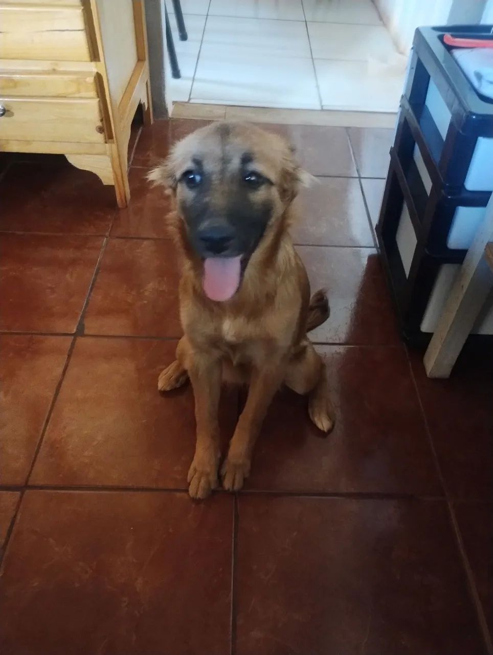 Doase cachorrinha filhote porte grande 