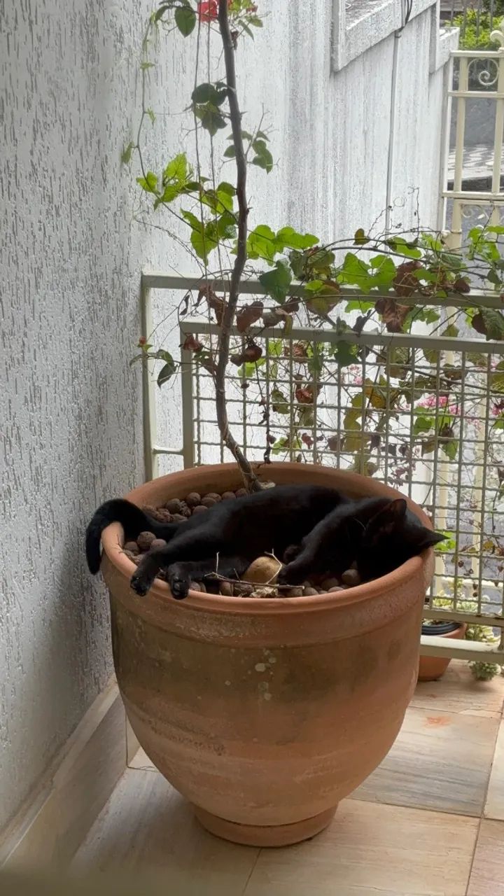 Gatinho preto  - Foto 2